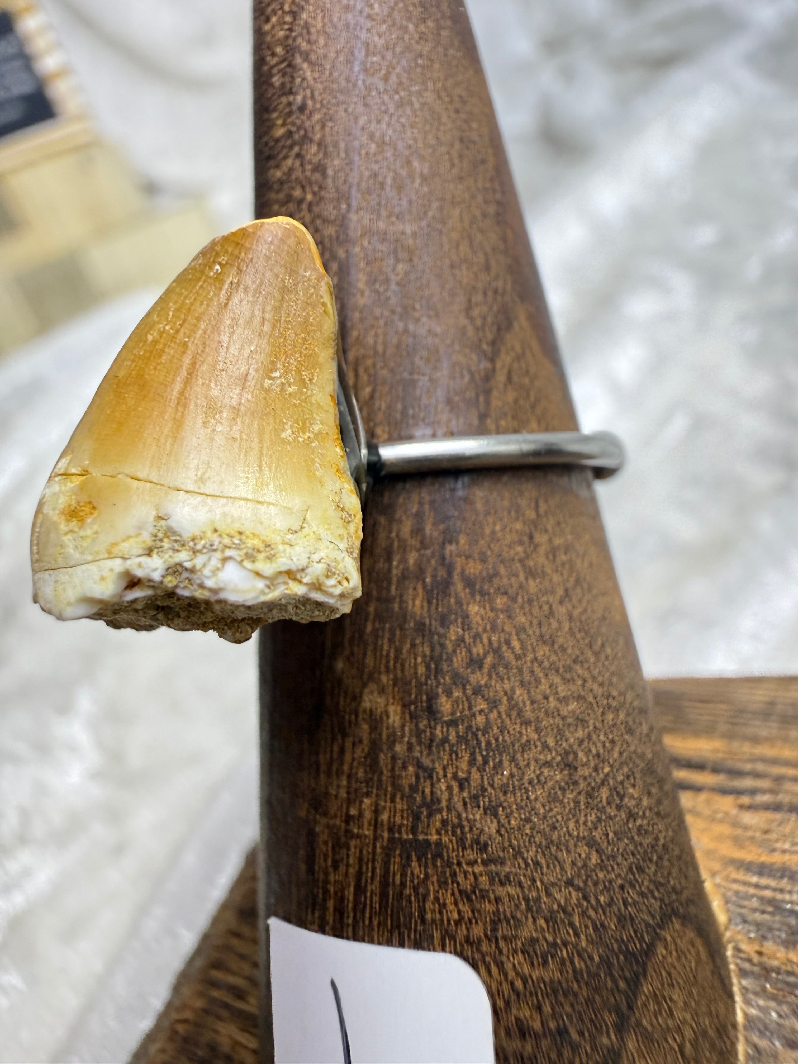 One-of-a-Kind Raw Fossilized Shark Tooth Ring #1 | Handmade Adjustable Hypoallergenic Crystal Jewelry
