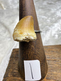 One-of-a-Kind Raw Fossilized Shark Tooth Ring #1 | Handmade Adjustable Hypoallergenic Crystal Jewelry
