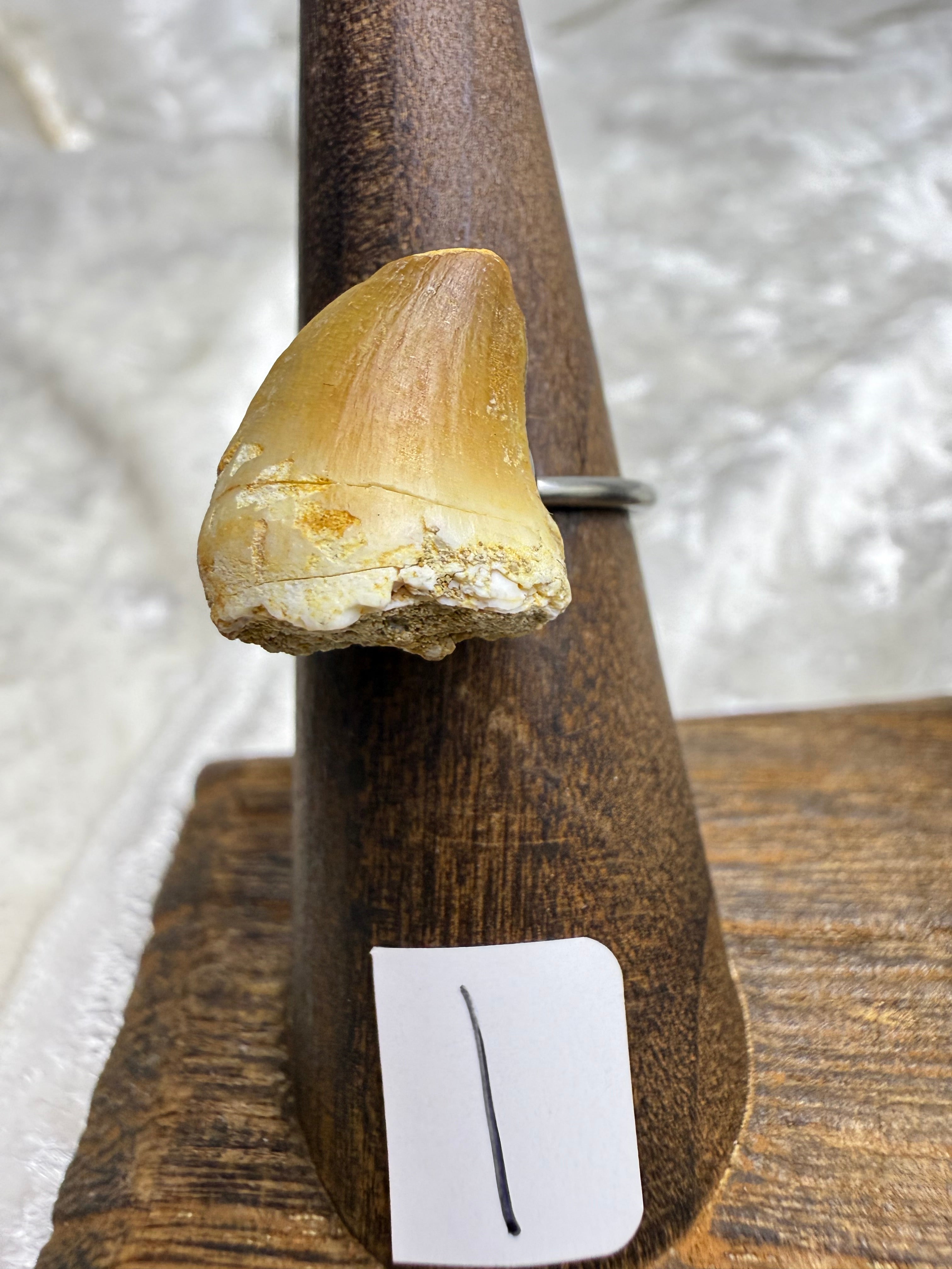 One-of-a-Kind Raw Fossilized Shark Tooth Ring #1 | Handmade Adjustable Hypoallergenic Crystal Jewelry