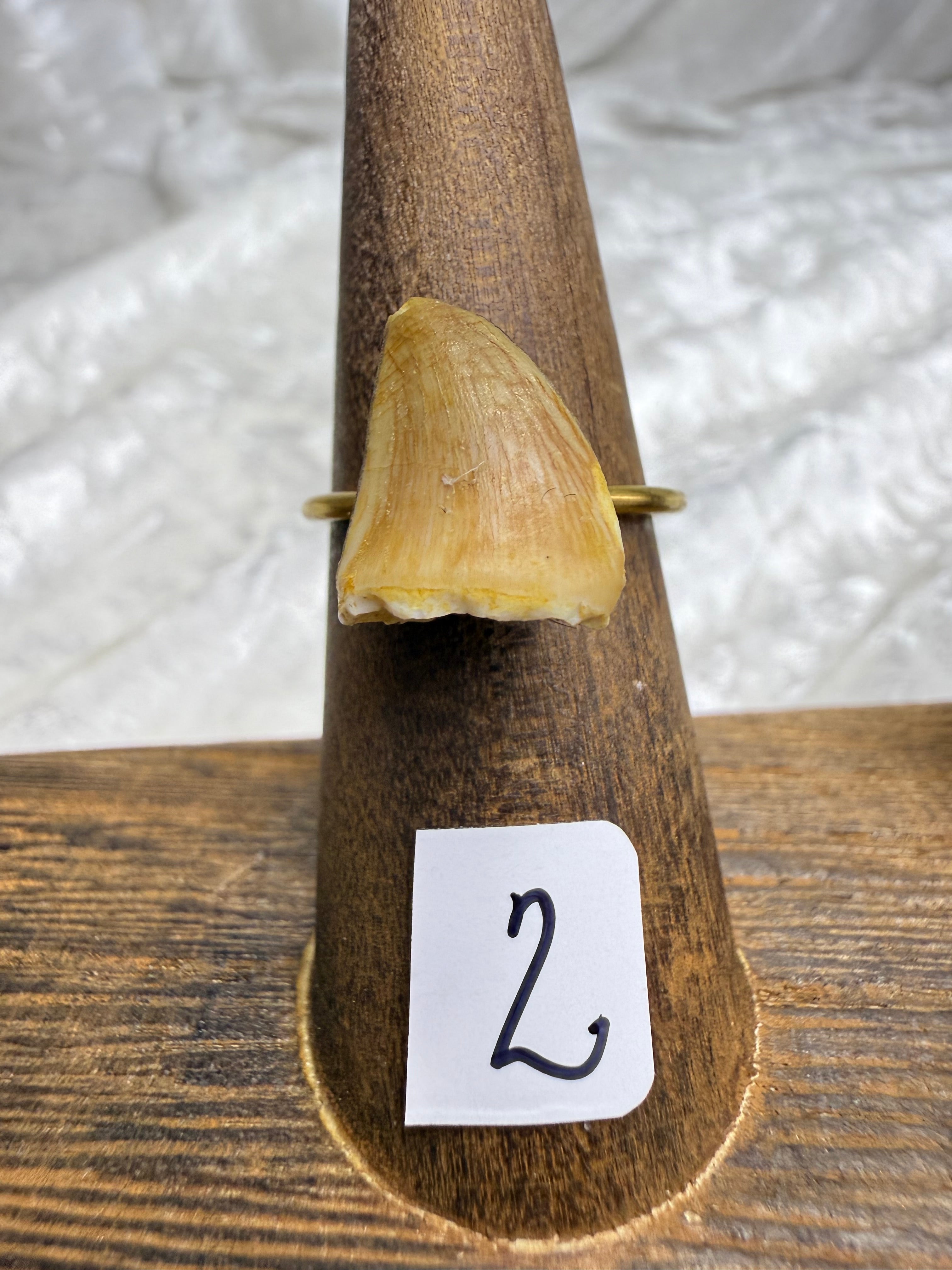 One-of-a-Kind Raw Fossilized Shark Tooth Ring #2 | Handmade Adjustable Hypoallergenic Crystal Jewelry