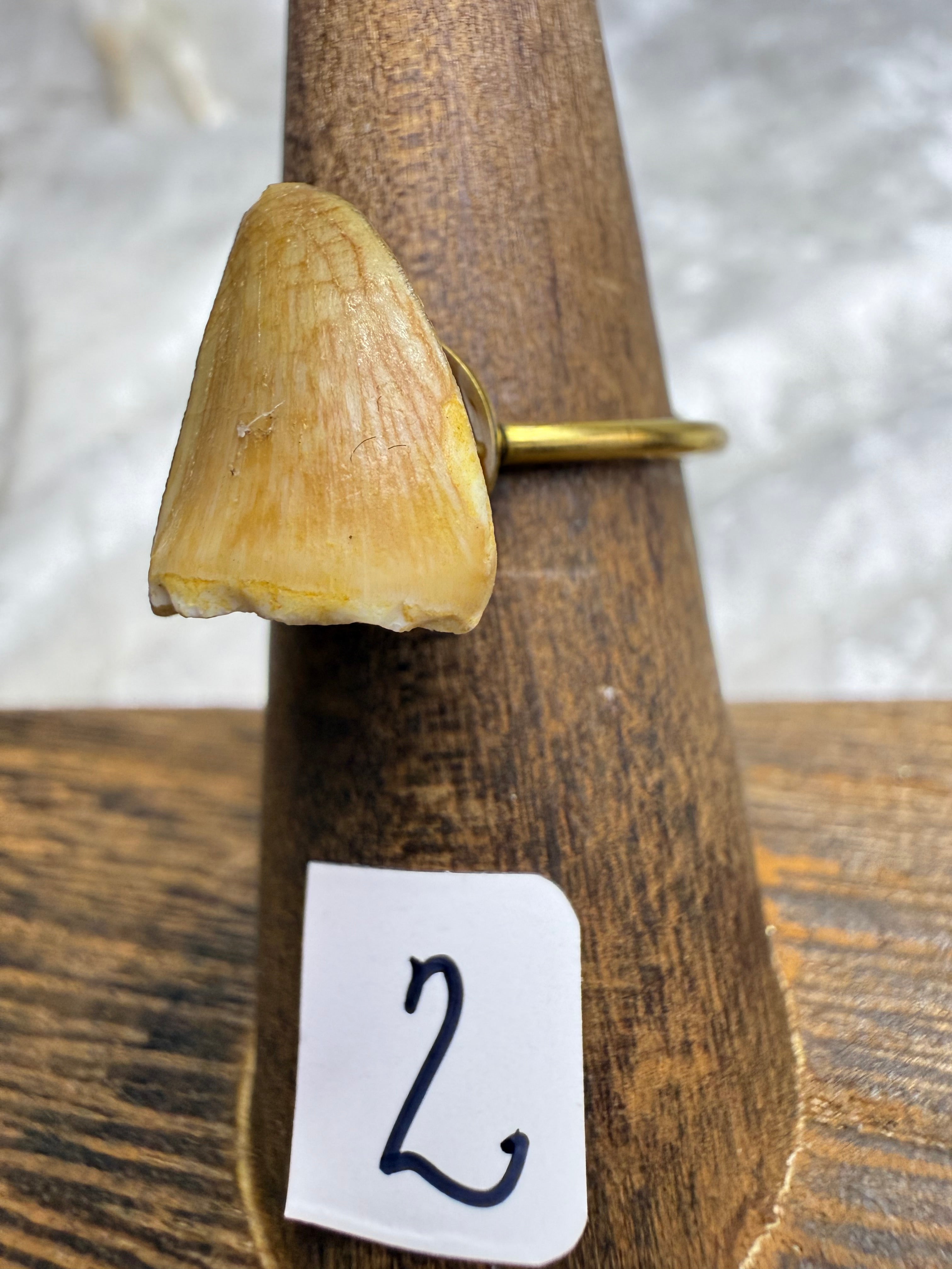 One-of-a-Kind Raw Fossilized Shark Tooth Ring #2 | Handmade Adjustable Hypoallergenic Crystal Jewelry